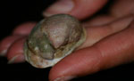 Slipper limpid 